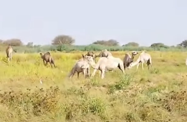 Mauritanie – Terreur dans le village de Koundel, commune de Tokomadji 