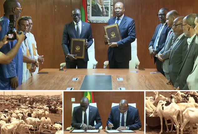 Vidéo. Mauritanie: plus de 450.000 béliers en route vers le Sénégal pour la Tabaski