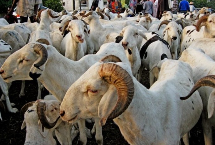 Tabaski : la Mauritanie tente de combler un déficit sénégalais de 500.000 moutons de sacrifices