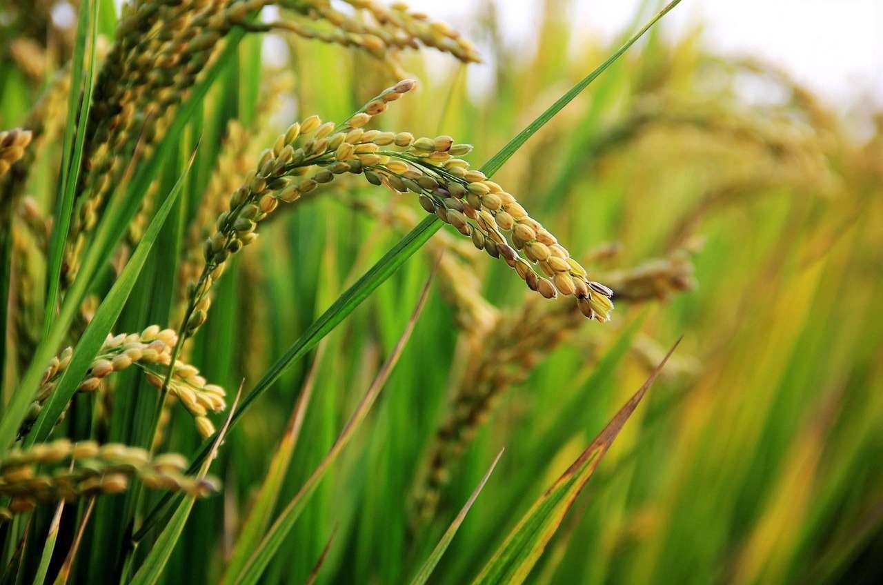 La production rizicole fortement menacée à N’Tékane et R’Kiz par les récentes pluies